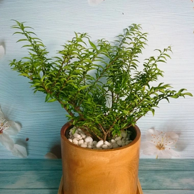 Cây Kim Thanh Mai - Bonsai để bàn, cây cảnh mini sang trọng, giá 39.000₫ 4