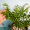 Cây Kim Thanh Mai - Bonsai để bàn, cây cảnh mini sang trọng, giá 39.000₫ 5