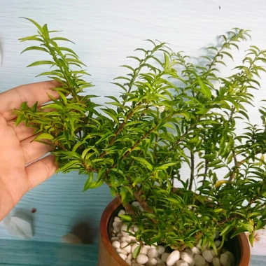 Cây Kim Thanh Mai - Bonsai để bàn, cây cảnh mini sang trọng, giá 39.000₫ 5