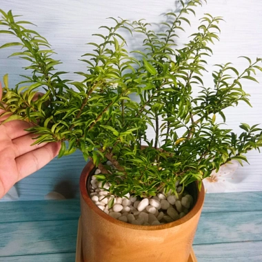 Cây Kim Thanh Mai - Bonsai để bàn, cây cảnh mini sang trọng, giá 39.000₫ 6