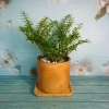 Cây Kim Thanh Mai - Bonsai để bàn, cây cảnh mini sang trọng, giá 39.000₫ 7