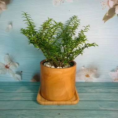 Cây Kim Thanh Mai - Bonsai để bàn, cây cảnh mini sang trọng, giá 39.000₫ 7