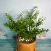 Cây Kim Thanh Mai - Bonsai để bàn, cây cảnh mini sang trọng, giá 39.000₫ 8