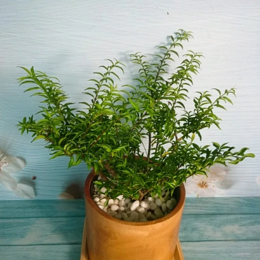 Cây Kim Thanh Mai - Bonsai để bàn, cây cảnh mini sang trọng, giá 39.000₫ 8