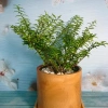 Cây Kim Thanh Mai - Bonsai để bàn, cây cảnh mini sang trọng, giá 39.000₫ 9