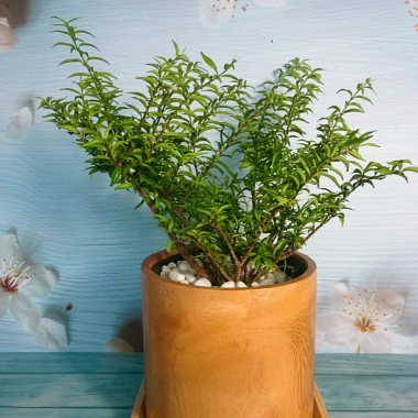 Cây Kim Thanh Mai - Bonsai để bàn, cây cảnh mini sang trọng, giá 39.000₫ 9