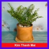 Cây Kim Thanh Mai - Bonsai để bàn, cây cảnh mini sang trọng, giá 39.000₫ 10