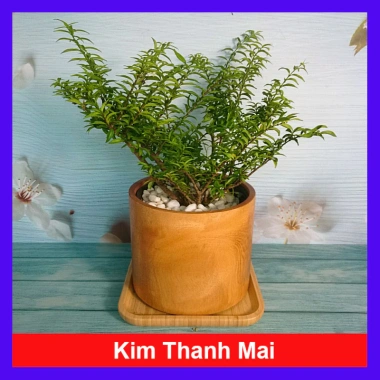 Cây Kim Thanh Mai - Bonsai để bàn, cây cảnh mini sang trọng, giá 39.000₫ 10