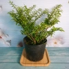 Cây Kim Thanh Mai - Bonsai để bàn, cây cảnh mini sang trọng, giá 39.000₫ 11