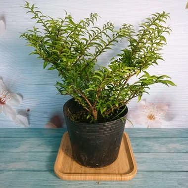 Cây Kim Thanh Mai - Bonsai để bàn, cây cảnh mini sang trọng, giá 39.000₫ 11