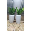 Cây kim tiền chậu sứ combo - Bộ cây, chậu và trang trí, giá ưu đãi 360.000đ 2