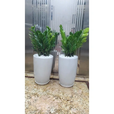 Cây kim tiền chậu sứ combo - Bộ cây, chậu và trang trí, giá ưu đãi 360.000đ