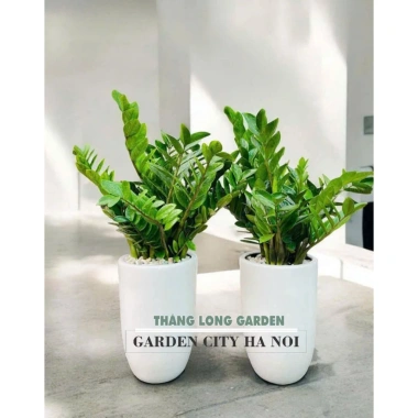 Cây kim tiền chậu sứ combo - Bộ cây, chậu và trang trí, giá ưu đãi 360.000đ