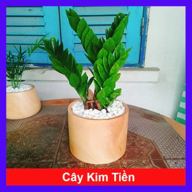 Cây Kim Tiền Kim Phát Tài – May Mắn Tài Lộc – Giá 39.000₫ (Giá gốc 47.580₫)