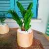 Cây Kim Tiền Kim Phát Tài – May Mắn Tài Lộc – Giá 39.000₫ (Giá gốc 47.580₫) 2