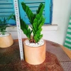 Cây Kim Tiền Kim Phát Tài – May Mắn Tài Lộc – Giá 39.000₫ (Giá gốc 47.580₫) 3