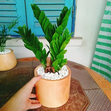 Cây Kim Tiền Kim Phát Tài – May Mắn Tài Lộc – Giá 39.000₫ (Giá gốc 47.580₫)