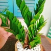 Cây Kim Tiền Kim Phát Tài – May Mắn Tài Lộc – Giá 39.000₫ (Giá gốc 47.580₫) 5
