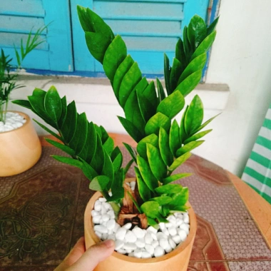 Cây Kim Tiền Kim Phát Tài – May Mắn Tài Lộc – Giá 39.000₫ (Giá gốc 47.580₫) 6 Cây Kim Tiền Kim Phát Tài – May Mắn Tài Lộc – Giá 39.000₫ (Giá gốc 47.580₫) 6