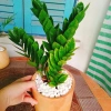 Cây Kim Tiền Kim Phát Tài – May Mắn Tài Lộc – Giá 39.000₫ (Giá gốc 47.580₫) 7
