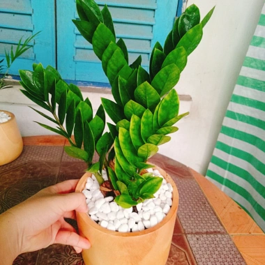 Cây Kim Tiền Kim Phát Tài – May Mắn Tài Lộc – Giá 39.000₫ (Giá gốc 47.580₫)