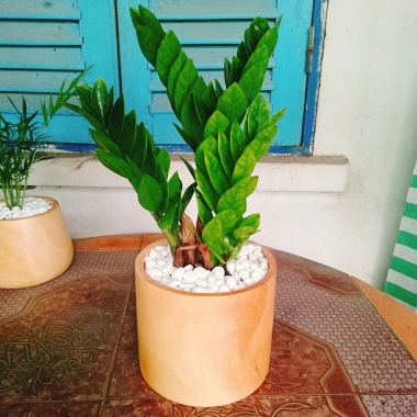 Cây Kim Tiền Kim Phát Tài – May Mắn Tài Lộc – Giá 39.000₫ (Giá gốc 47.580₫) 8 Cây Kim Tiền Kim Phát Tài – May Mắn Tài Lộc – Giá 39.000₫ (Giá gốc 47.580₫) 8