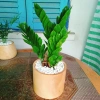 Cây Kim Tiền Kim Phát Tài – May Mắn Tài Lộc – Giá 39.000₫ (Giá gốc 47.580₫) 9