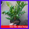 Cây kim tiền size Trung, bụi to, nhiều cây - chậu phong thủy hút tài lộc, phát tài nhanh
