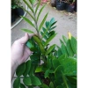 Cây kim tiền size Trung, bụi to, nhiều cây - chậu phong thủy hút tài lộc, phát tài nhanh 2