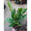 Cây kim tiền size Trung, bụi to, nhiều cây - chậu phong thủy hút tài lộc, phát tài nhanh 3