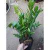 Cây kim tiền size Trung, bụi to, nhiều cây - chậu phong thủy hút tài lộc, phát tài nhanh 4