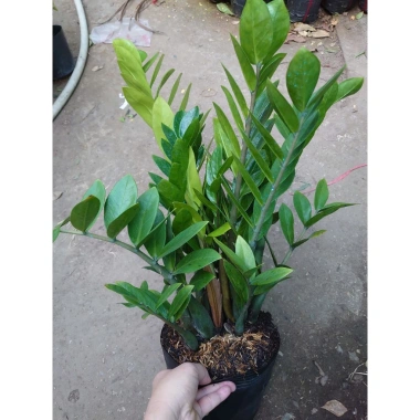 Cây kim tiền size Trung, bụi to, nhiều cây - chậu phong thủy hút tài lộc, phát tài nhanh 4