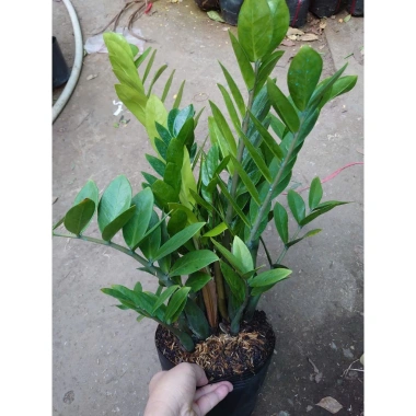 Cây kim tiền size Trung, bụi to, nhiều cây - chậu phong thủy hút tài lộc, phát tài nhanh 5