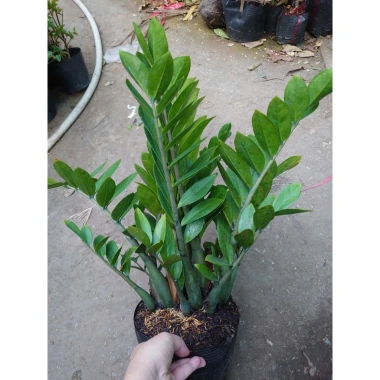 Cây kim tiền size Trung, bụi to, nhiều cây - chậu phong thủy hút tài lộc, phát tài nhanh 6