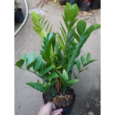 Cây kim tiền size Trung, bụi to, nhiều cây - chậu phong thủy hút tài lộc, phát tài nhanh 7