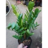 Cây kim tiền size Trung, bụi to, nhiều cây - chậu phong thủy hút tài lộc, phát tài nhanh 8