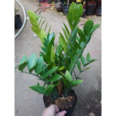 Cây kim tiền size Trung, bụi to, nhiều cây - chậu phong thủy hút tài lộc, phát tài nhanh 8