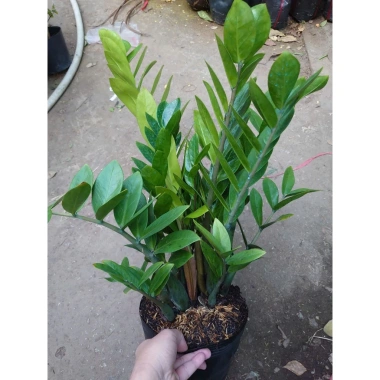 Cây kim tiền size Trung, bụi to, nhiều cây - chậu phong thủy hút tài lộc, phát tài nhanh 9