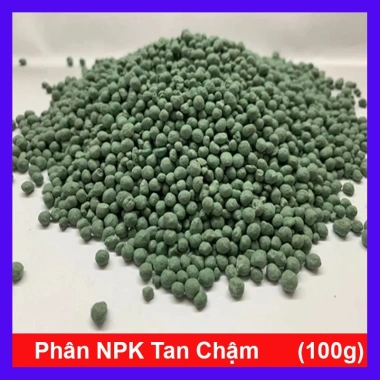 Cây kim tiền size Trung, bụi to, nhiều cây - chậu phong thủy hút tài lộc, phát tài nhanh 10