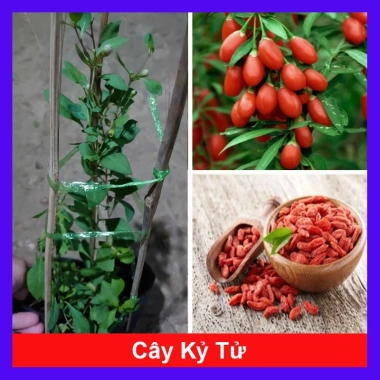 Cây Kỷ Tử dược liệu chuẩn cho hoa quả - giảm 15% chỉ 85.000₫ (Giá gốc 103.700₫)