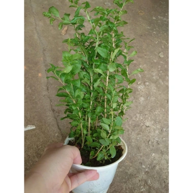 Cây Kỷ Tử dược liệu chuẩn cho hoa quả - giảm 15% chỉ 85.000₫ (Giá gốc 103.700₫) 2