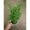 Cây Kỷ Tử dược liệu chuẩn cho hoa quả - giảm 15% chỉ 85.000₫ (Giá gốc 103.700₫) 3