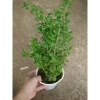 Cây Kỷ Tử dược liệu chuẩn cho hoa quả - giảm 15% chỉ 85.000₫ (Giá gốc 103.700₫) 4