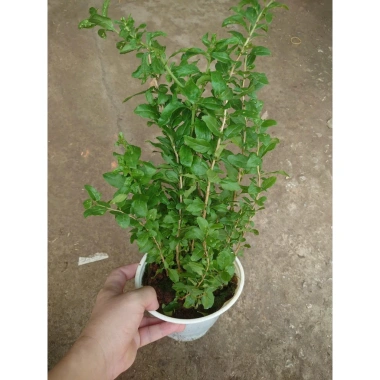 Cây Kỷ Tử dược liệu chuẩn cho hoa quả - giảm 15% chỉ 85.000₫ (Giá gốc 103.700₫) 4