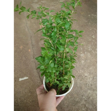 Cây Kỷ Tử dược liệu chuẩn cho hoa quả - giảm 15% chỉ 85.000₫ (Giá gốc 103.700₫) 5