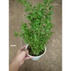 Cây Kỷ Tử dược liệu chuẩn cho hoa quả - giảm 15% chỉ 85.000₫ (Giá gốc 103.700₫) 6
