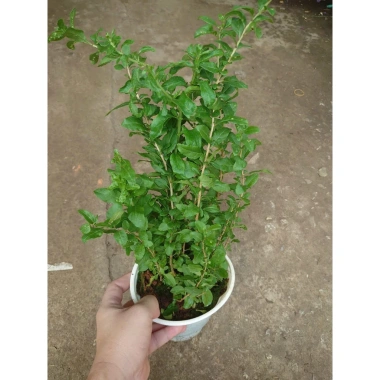 Cây Kỷ Tử dược liệu chuẩn cho hoa quả - giảm 15% chỉ 85.000₫ (Giá gốc 103.700₫) 7