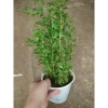 Cây Kỷ Tử dược liệu chuẩn cho hoa quả - giảm 15% chỉ 85.000₫ (Giá gốc 103.700₫) 8