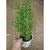 Cây Kỷ Tử dược liệu chuẩn cho hoa quả - giảm 15% chỉ 85.000₫ (Giá gốc 103.700₫) 9