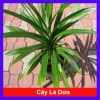 Cây lá dứa (cây lá nếp) - Cây cảnh sân vườn, giảm còn 25.000đ, lá xanh tươi